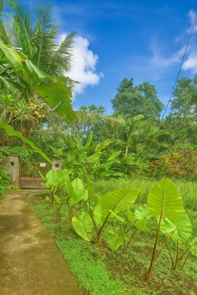 Entrance Walkpath - Jungle Hideaway Villas